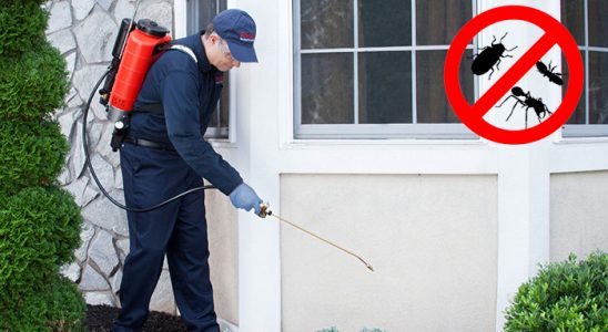 Ünye Kemirgen İlaçlama böcek ilaçlama ve haşere kontrolü — ilaclama-tr.com